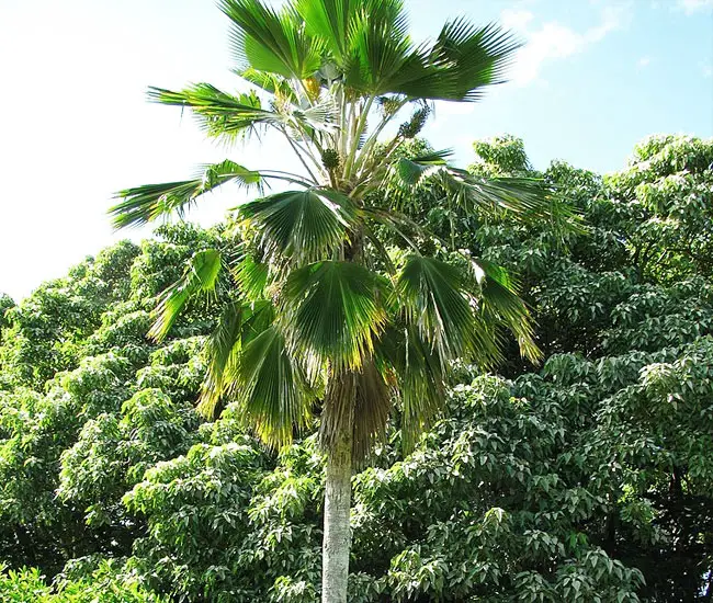 Fiji Fan Palm Tree (Pritchardia pacifica)