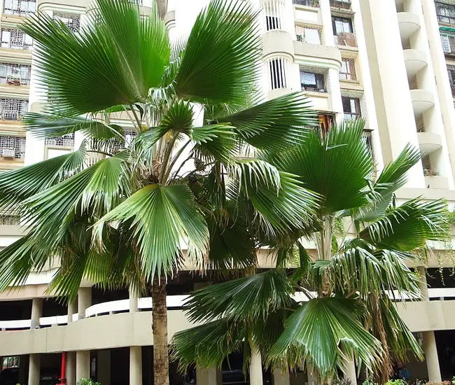 Fiji Fan Palm Tree (Pritchardia pacifica)