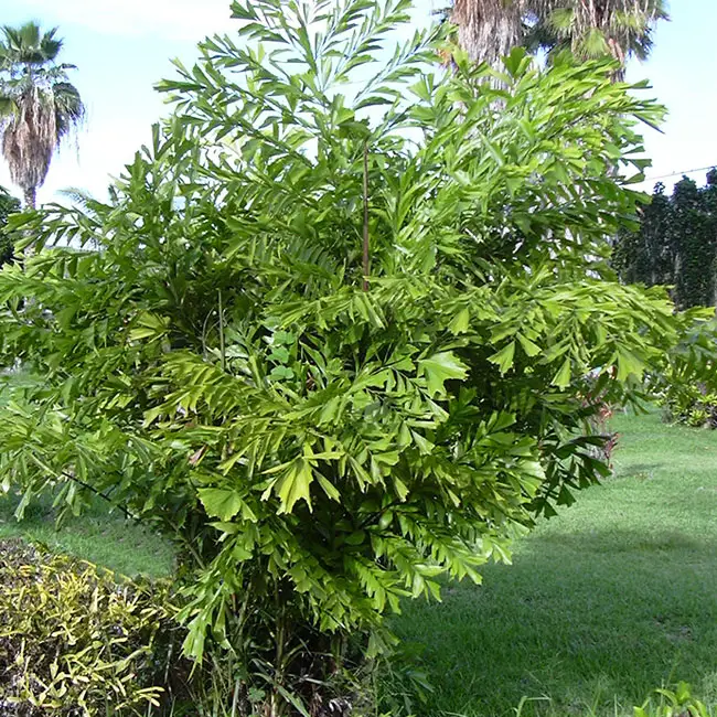 Fishtail Palm Tree (Caryota mitis)