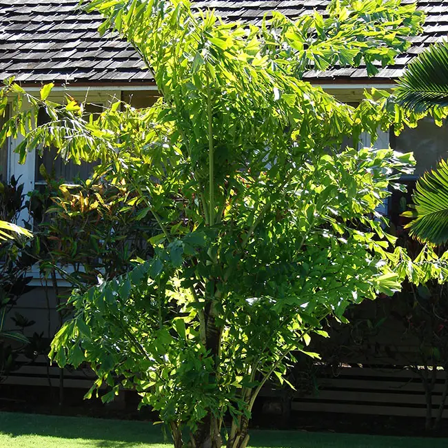 Fishtail Palm (Caryota mitis). 