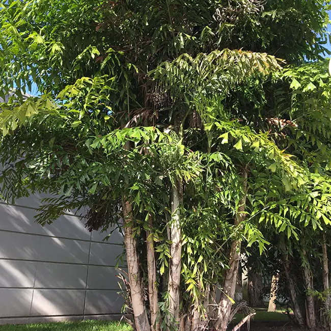 Fishtail Palm Tree (Caryota mitis)