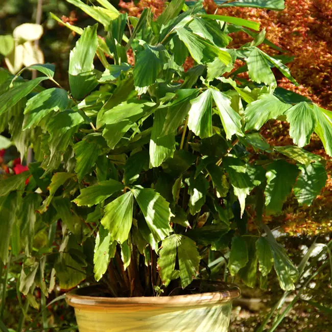 Fishtail Palm (Caryota mitis) in a container