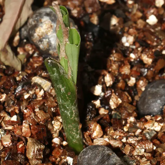 Fishtail Palm Tree (Caryota mitis) propagation