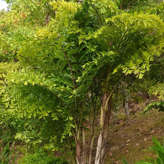Fishtail Palm Tree (Caryota mitis)