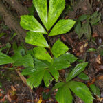 How to Grow the Fishtail Palm Tree (Caryota mitis)