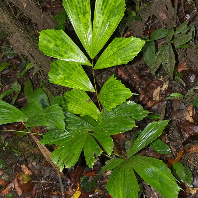 Fishtail Palm Tree (Caryota mitis)