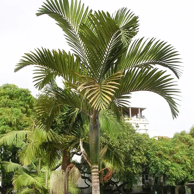 Flame Thrower Palm Tree (Chambeyronia macrocarpa)
