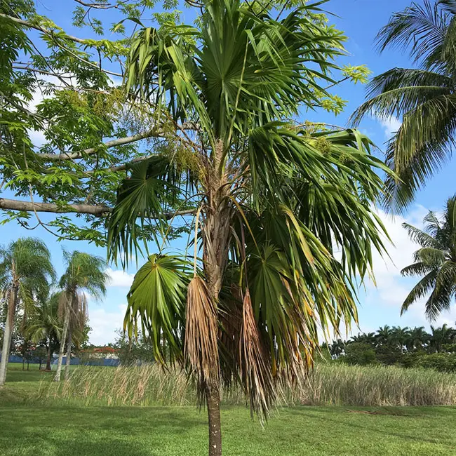 Florida Thatch Palm Tree (Thrinax radiata)