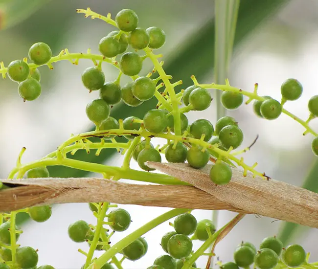 Florida Thatch Palm Tree (Thrinax radiata) fruits