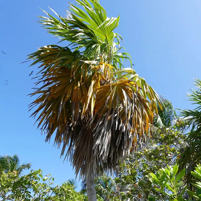 Florida Thatch Palm Tree (Thrinax radiata)