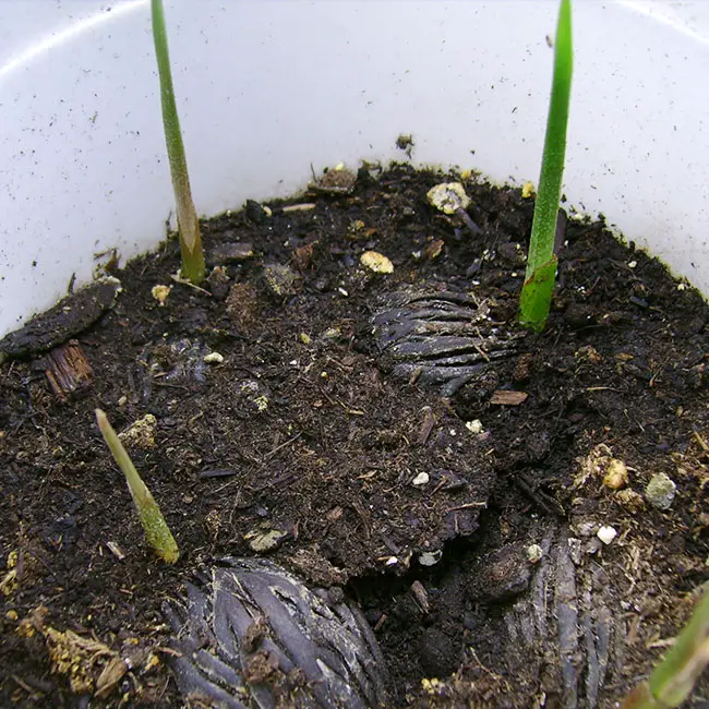 Foxtail Palm Tree (Wodyetia bifurcata) propagation