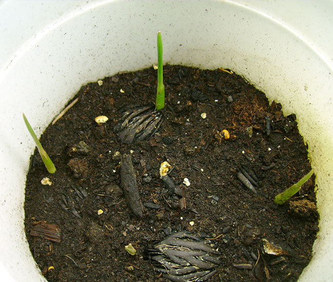 Foxtail Palm Tree (Wodyetia bifurcata) propagation