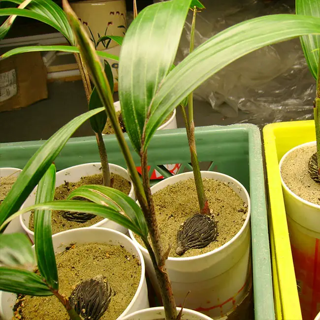 Foxtail Palm Tree (Wodyetia bifurcata) seedlings