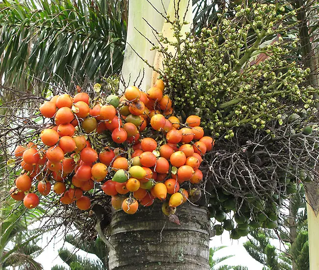 Foxtail Palm Tree (Wodyetia bifurcata) fruits