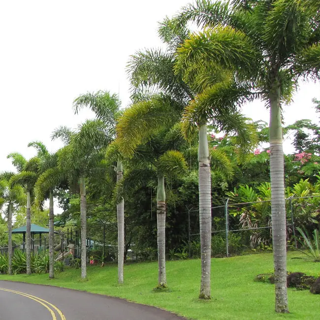 Foxtail Palm Tree (Wodyetia bifurcata)