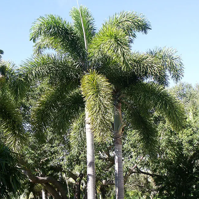 Foxtail Palm (Wodyetia bifurcata). 