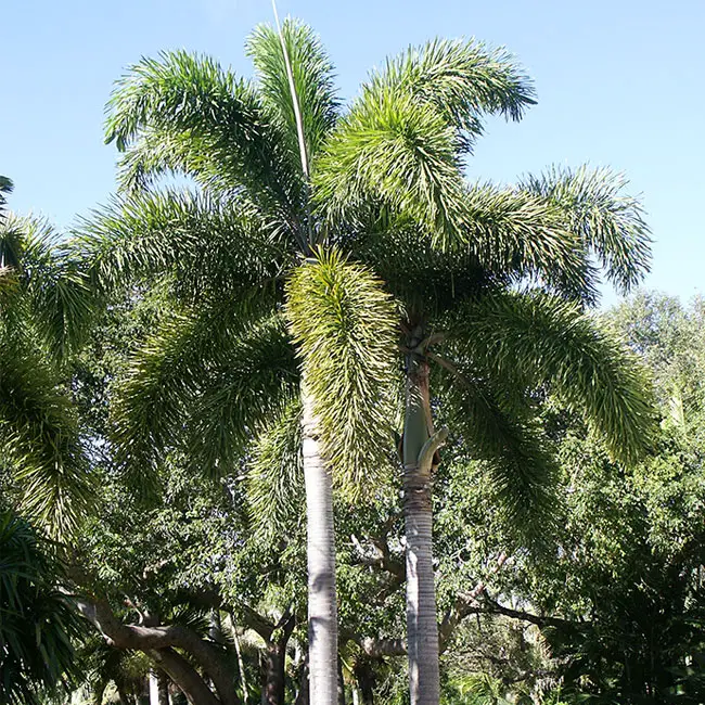 Foxtail Palm (Wodyetia bifurcata).
