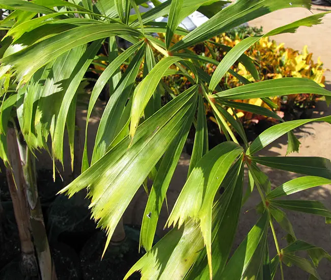 Foxtail Palm Tree (Wodyetia bifurcata) leaves