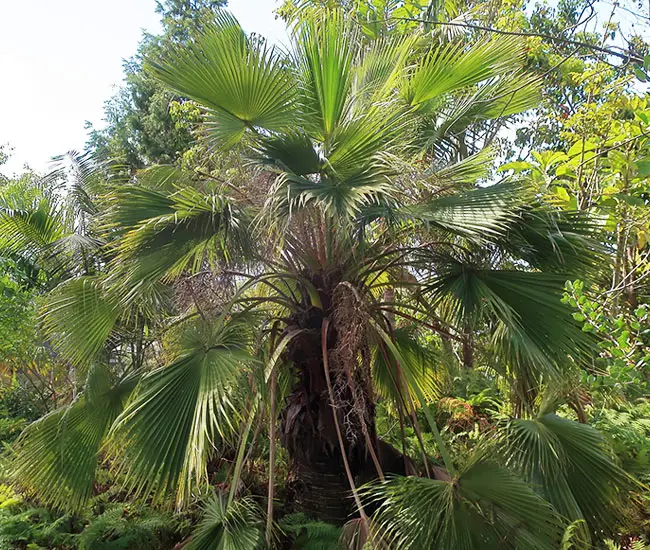 Guadalupe Palm (Brahea edulis).