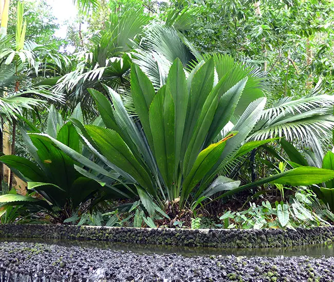 Joey Palm Tree (Johannesteijsmannia altifrons)