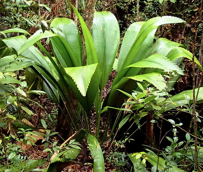 Joey Palm Tree (Johannesteijsmannia altifrons)