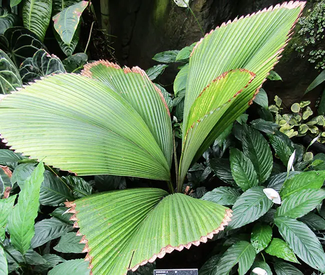 Joey Palm Tree (Johannesteijsmannia altifrons)