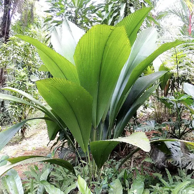 Joey Palm Tree (Johannesteijsmannia altifrons).