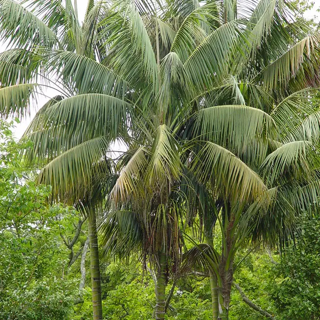 Kentia Palm Tree (Howea forsteriana). 