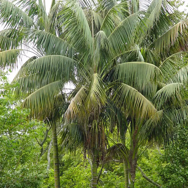 Kentia Palm Tree (Howea forsteriana).