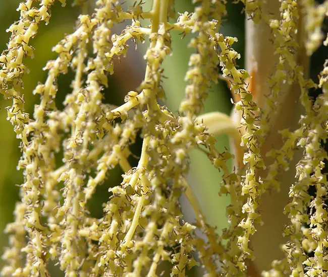 Key Thatch Palm Tree (Thrinax morrisii) flowers