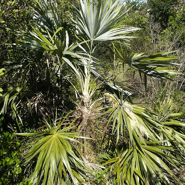 Key Thatch Palm Tree (Thrinax morrisii)