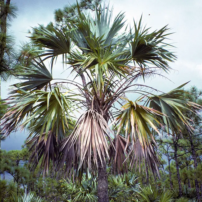 Key Thatch Palm Tree (Thrinax morrisii)