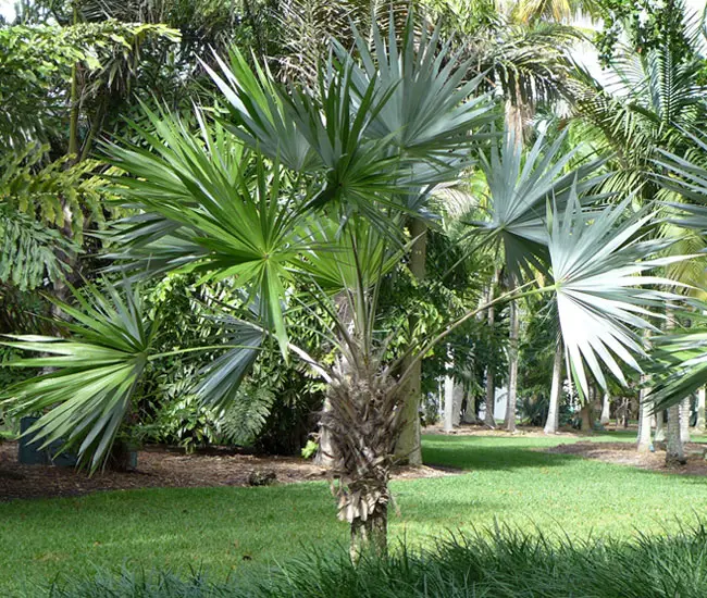 Key Thatch Palm Tree (Thrinax morrisii). 