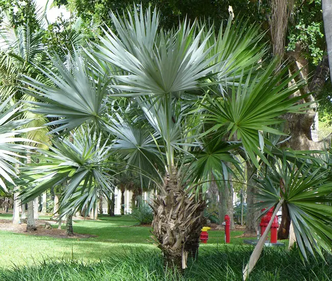 Key Thatch Palm Tree (Thrinax morrisii)