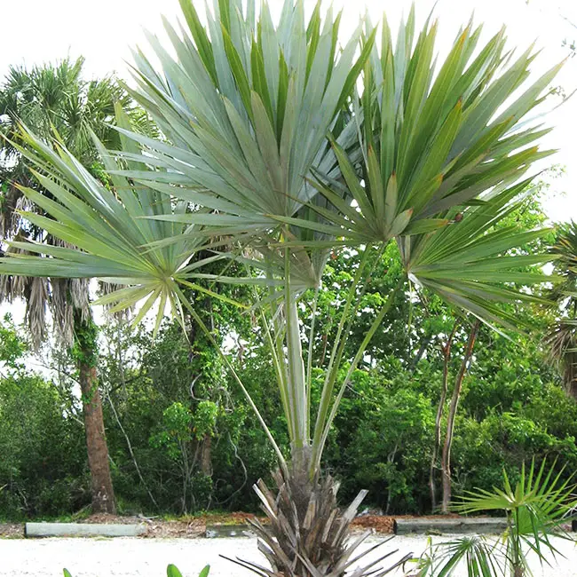 Key Thatch Palm Tree (Thrinax morrisii)