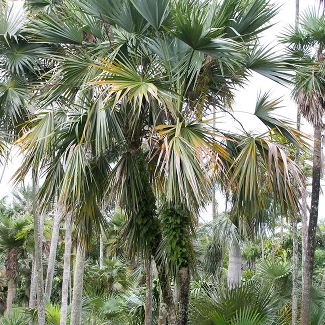 Key Thatch Palm Tree (Thrinax morrisii)