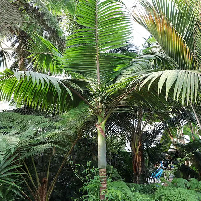 king-palm-tree-archontophoenix-cunninghamiana-650x550b | Florida Palm Trees