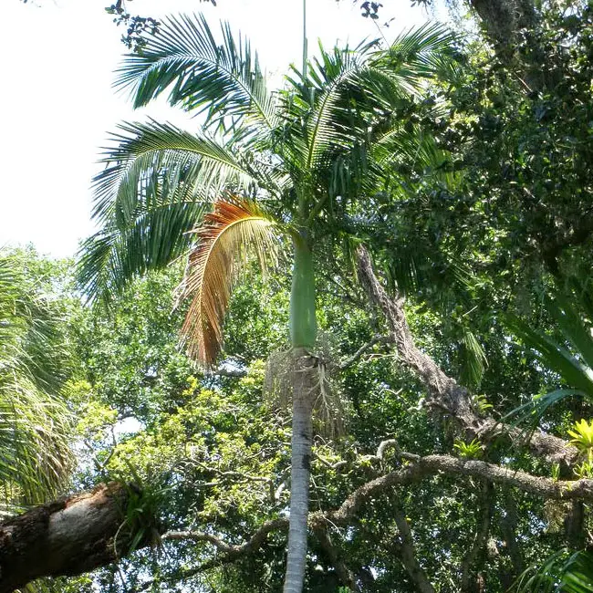 king-palm-tree-archontophoenix-cunninghamiana-650x550c | Florida Palm Trees