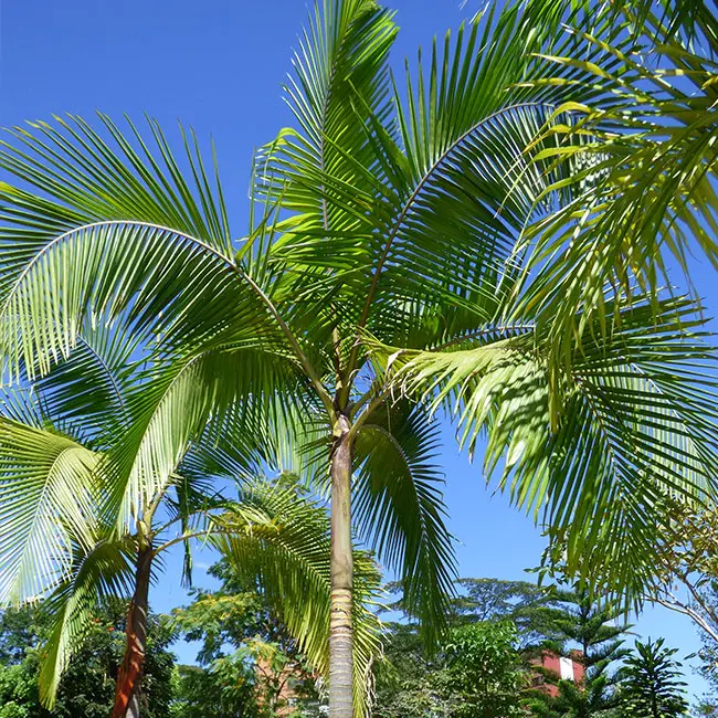 King Palm Tree (Archontophoenix cunninghamiana). 
