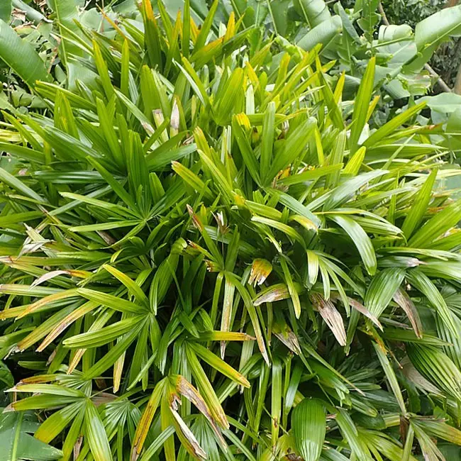 Lady Palm Tree (Rhapis excelsa).