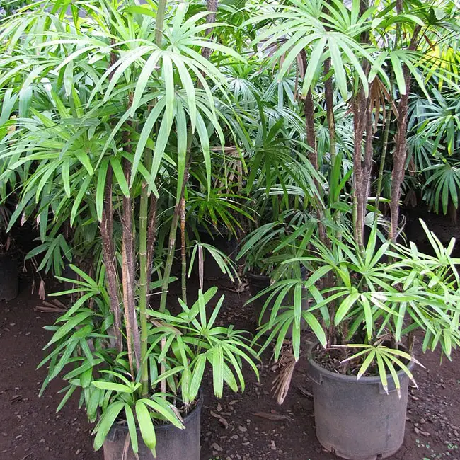 Lady Palm Tree (Rhapis excelsa)