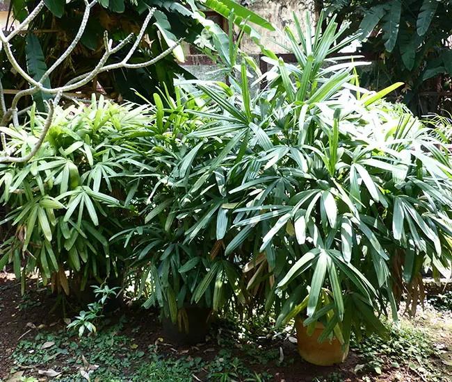 Lady Palm Tree (Rhapis excelsa).