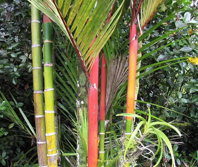 Lipstick Palm Tree (Cyrtostachys renda) trunks