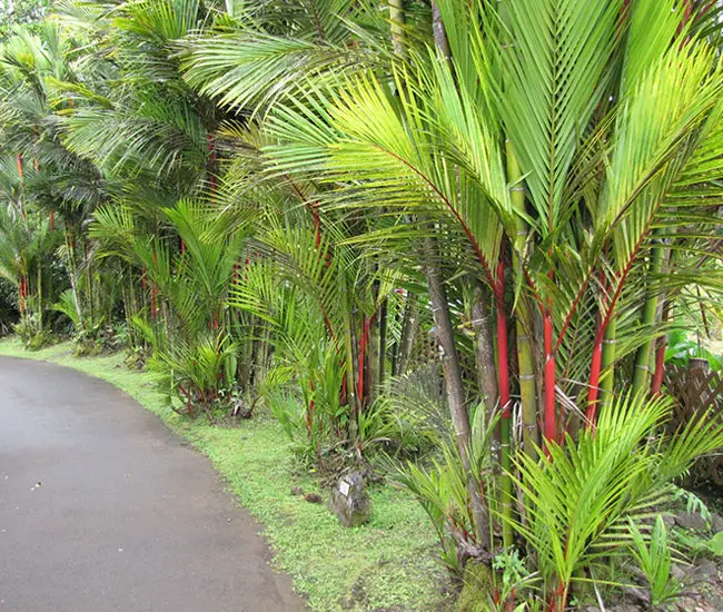 Privacy wall out of Lipstick Palm Trees (Cyrtostachys renda)