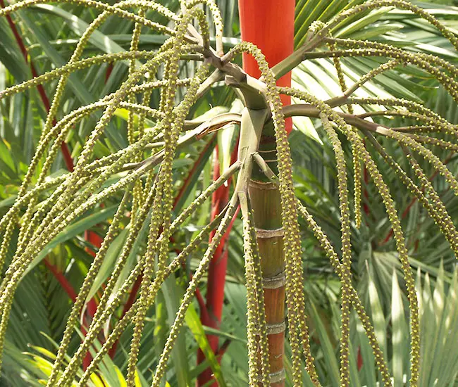 Lipstick Palm Tree (Cyrtostachys renda) flowers