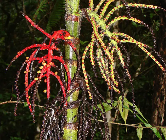 Lipstick Palm Tree (Cyrtostachys renda) flowers