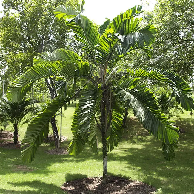 Macaw Palm Tree (Aiphanes minima). 