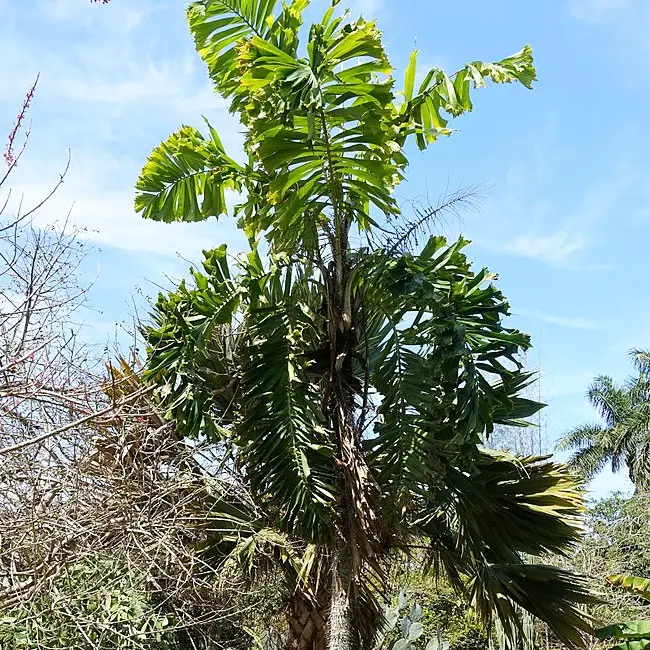 Macaw Palm Tree (Aiphanes minima)