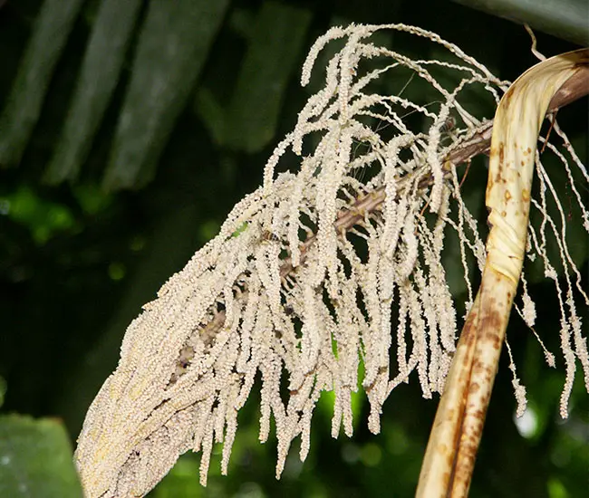 Macaw Palm Tree (Aiphanes minima) flowers