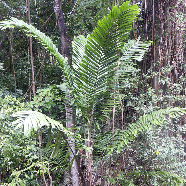 Macaw Palm Tree (Aiphanes minima)